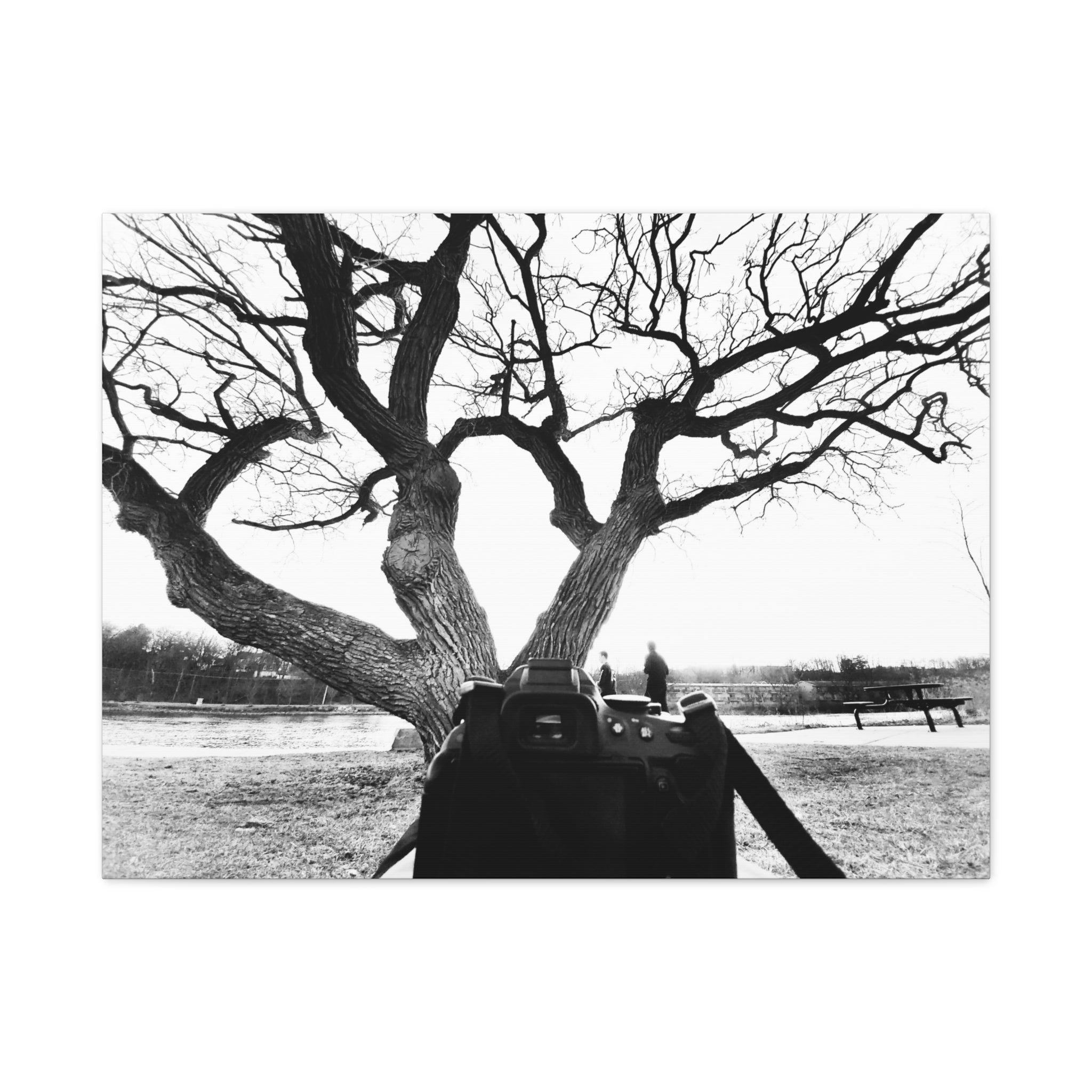 Canvas Print, Monochrome Tree and Camera Scene